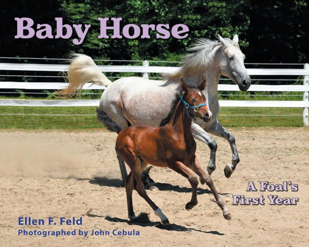 Book Cover: Baby Horse: A Foal's First Year